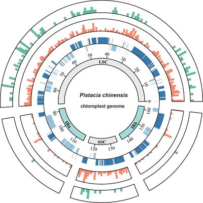 Variations in genetic diversity in cultivated Pistacia chinensis